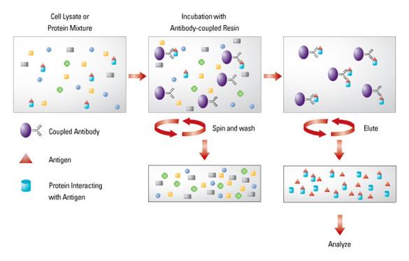 https://www.thermofisher.com/content/dam/LifeTech/Images/integration/co-immunoprecipitation-650px.jpg